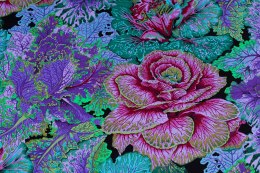 Brassica Dark Kaffe Collective